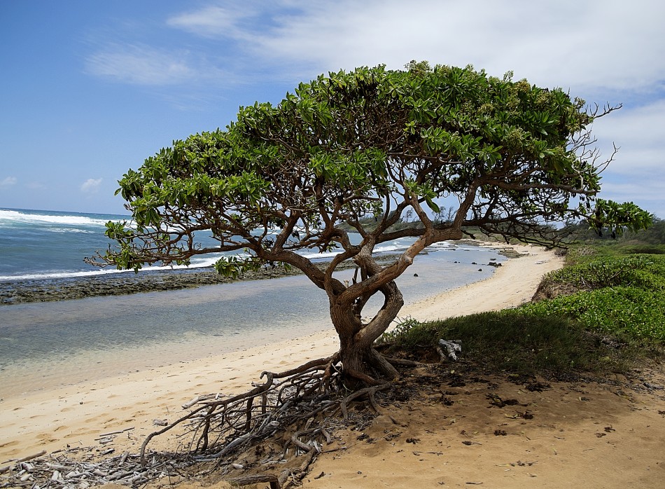 Tree on Kauai Beach