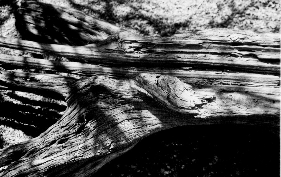 Remnant – Photography by CyberShutterbug