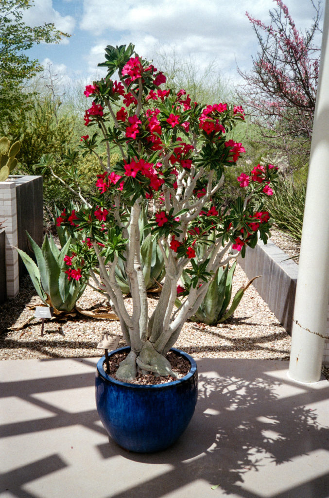 Desert Rose in Bloom Photography by CyberShutterbug