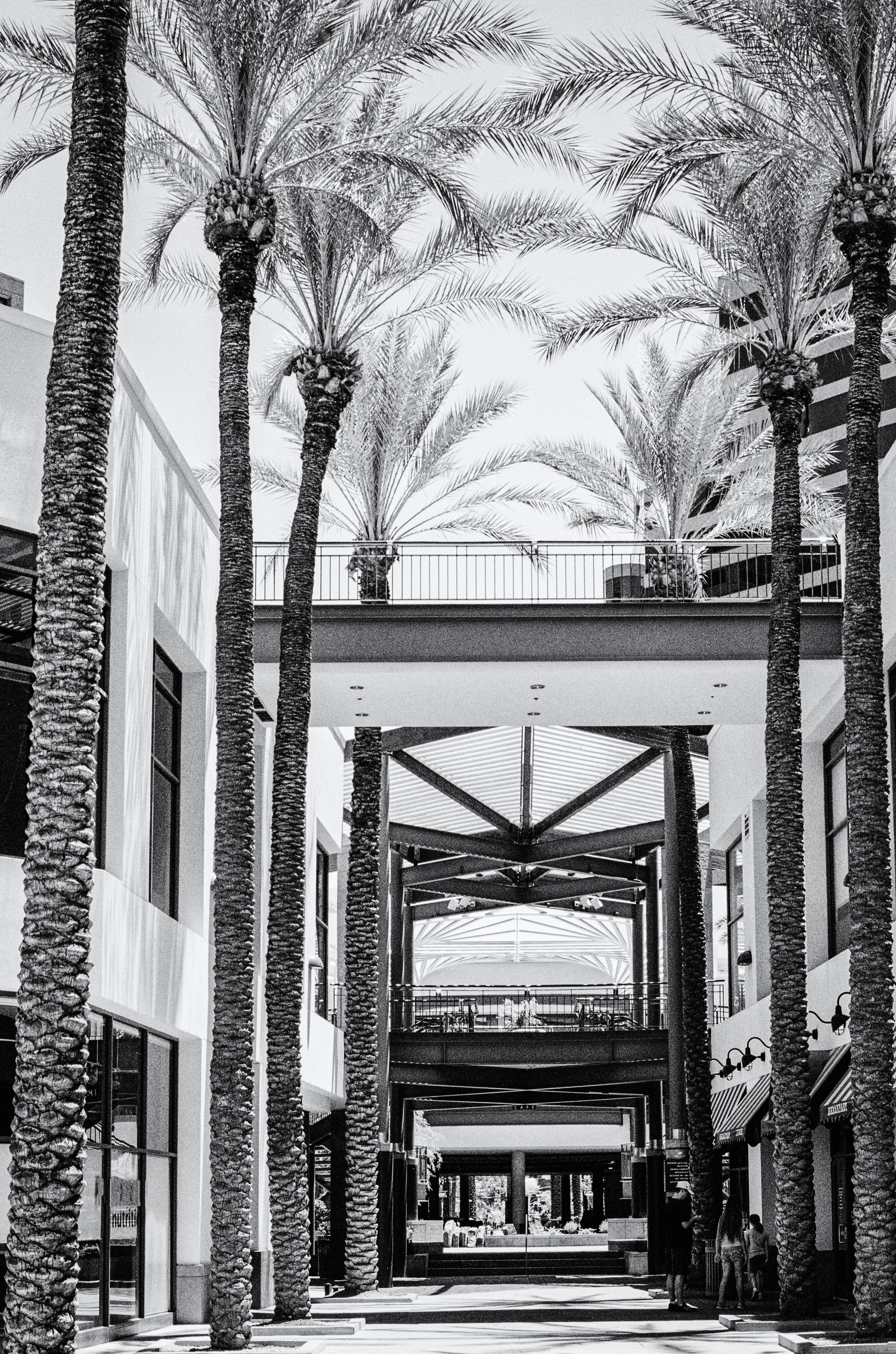 palm-lined-mall