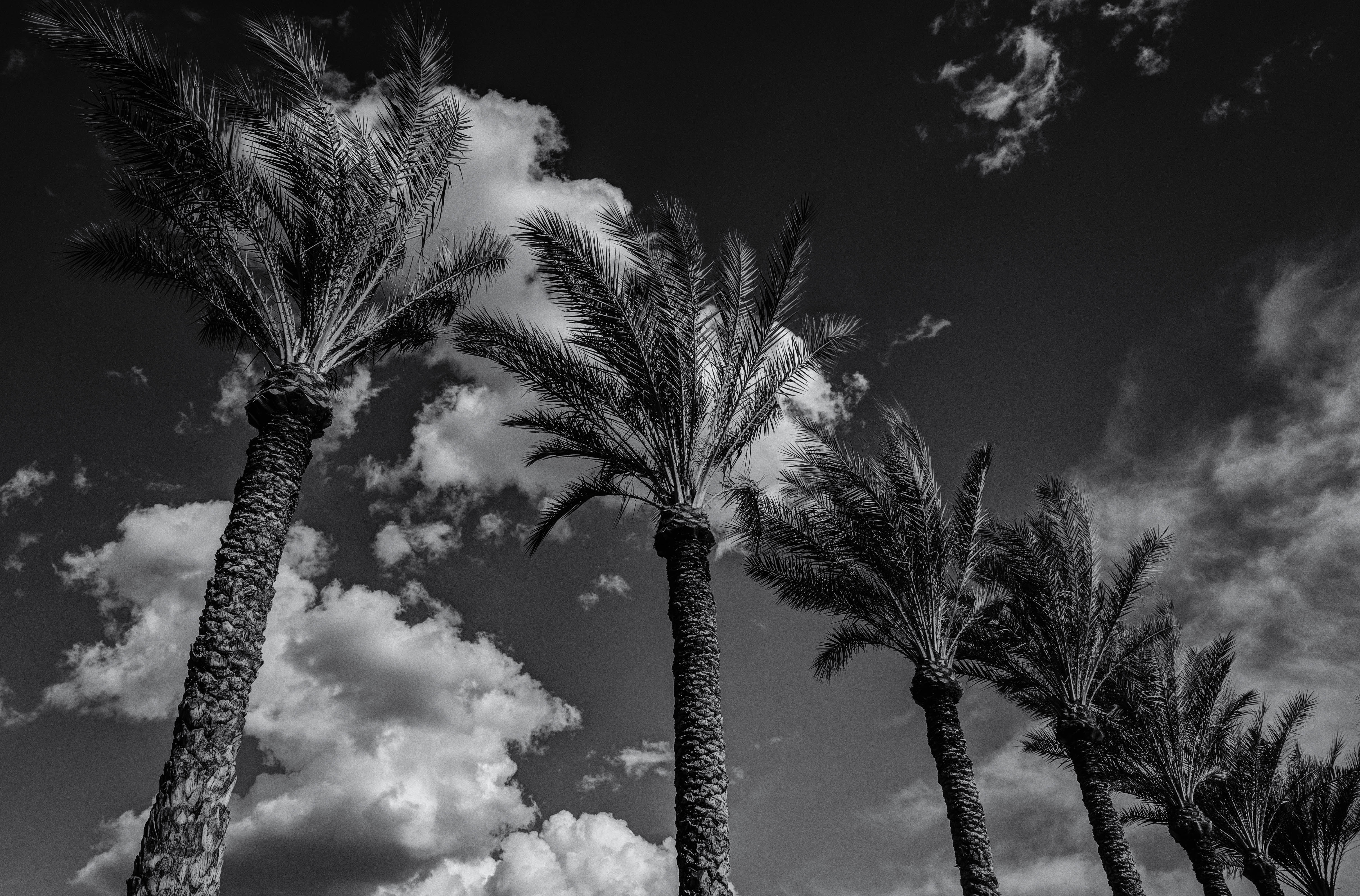 Palms in the Clouds - BW