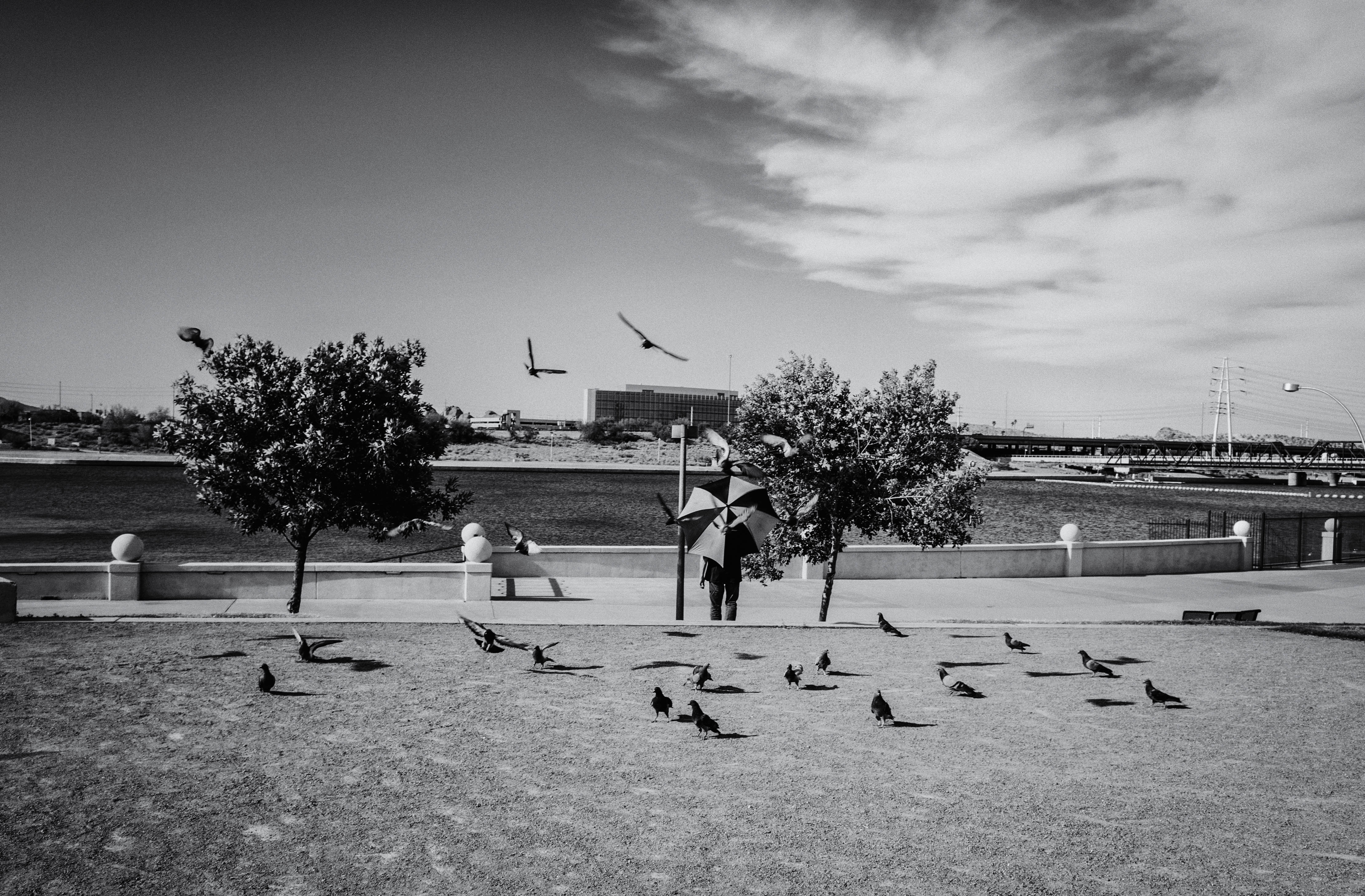 Pigeon Protection
