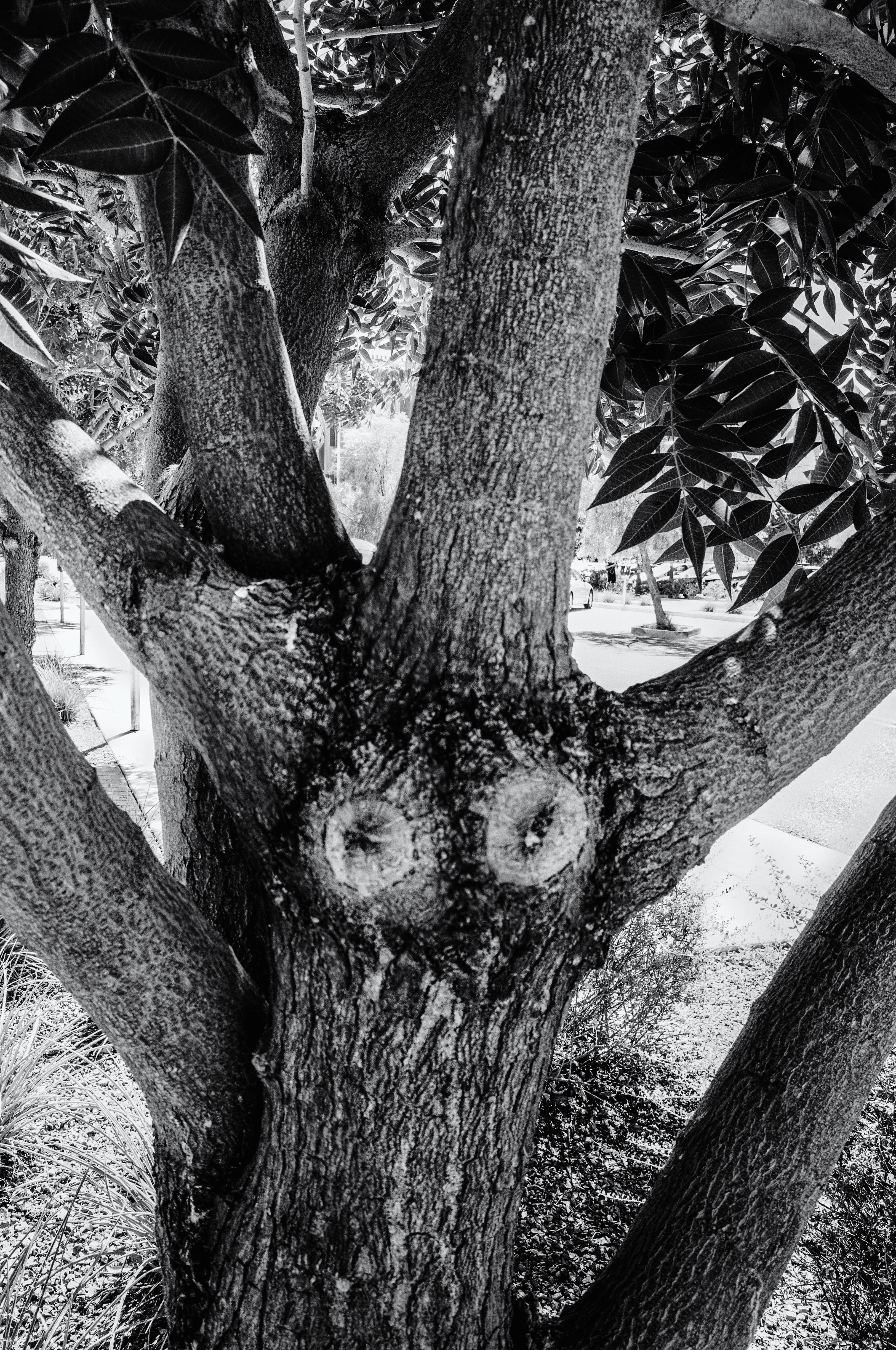 the-tree-is-eyeing-you